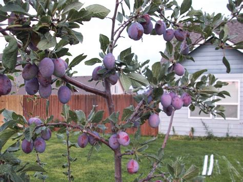  The Plum Tree - A Study in Composition and Subtlety